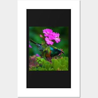 Geranium Sunbird Posters and Art